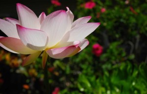 Lotus Hibiscus