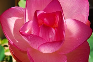 Lotus_AFHawaii